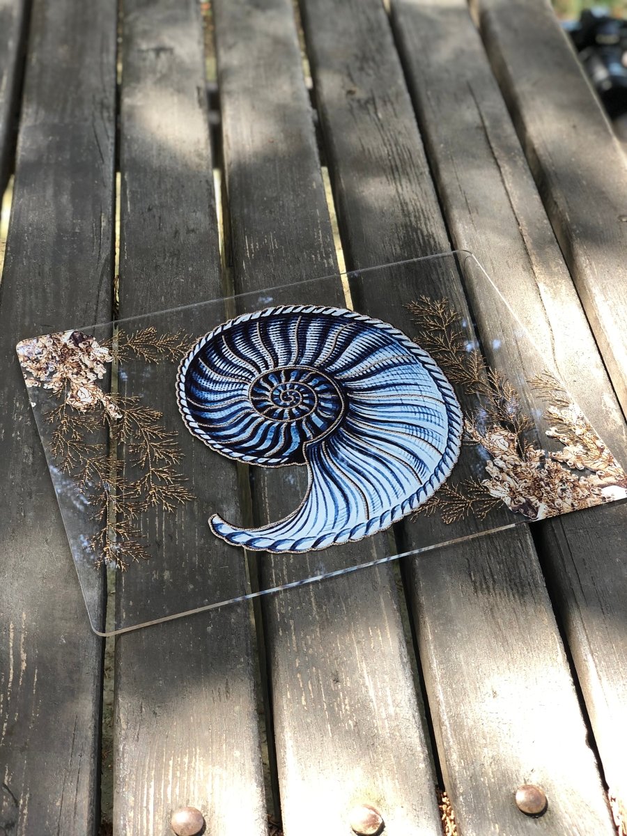 Marin Pileksi Amerikan Servis -Deniz Kabuğu- - QueenBeeIstanbul